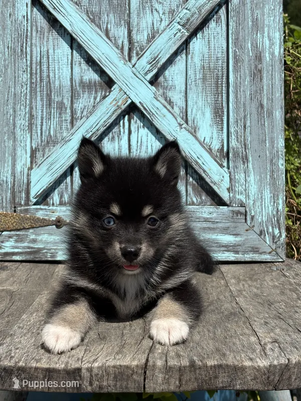 Gloria – Pomsky puppy for sale in Shipshewana, IN