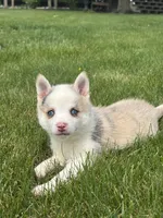Susie, a female Pomsky for sale in Shipshewana, IN – 2 of 3