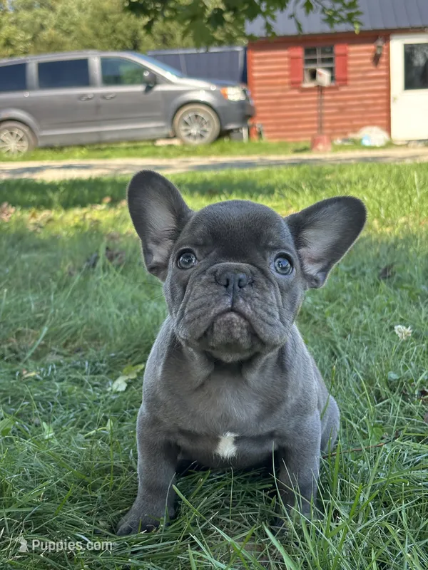Sebastian – French Bulldog puppy for sale in Shipshewana, IN