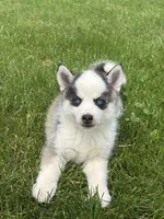 Shane, a female Pomsky for sale in Shipshewana, IN – 3 of 3