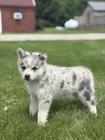 Sterling, a female Pomsky for sale in Shipshewana, IN – 2 of 3