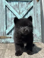 Graham, a male Pomsky for sale in Shipshewana, IN – 3 of 3