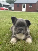 Mariah, a male French Bulldog for sale in Shipshewana, IN – 1 of 3