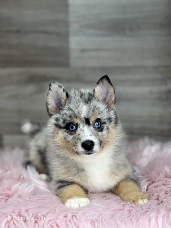 Everett – Pomsky puppy for sale in Shipshewana, IN