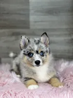 Everett, a male Pomsky for sale in Shipshewana, IN – 1 of 3