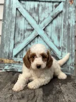 Griffin F1B, a male Miniature Goldendoodle for sale in Shipshewana, IN – 2 of 3