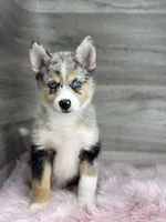 Emma, a female Pomsky for sale in Shipshewana, IN – 2 of 3