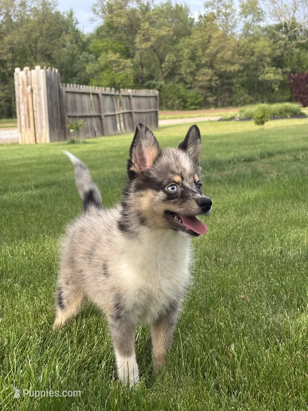 Danny – Pomsky puppy for sale in Shipshewana, IN