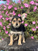 Leonora Yorkie-Pom, a female Pomeranian and Yorkshire Terrier for sale in Shipshewana, IN – 2 of 6