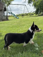 Regina, a female Pembroke Welsh Corgi and Siberian Husky for sale in Shipshewana, IN – 2 of 6