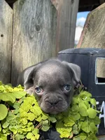 Kayden, a male French Bulldog for sale in Shipshewana, IN – 3 of 3