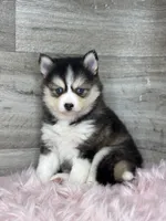 Athena, a female Pomsky for sale in Shipshewana, IN – 2 of 3