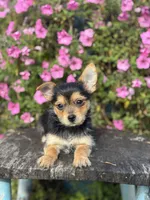 Leonora Yorkie-Pom, a female Pomeranian and Yorkshire Terrier for sale in Shipshewana, IN – 3 of 6