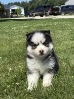 Conner, a male Pomsky for sale in Shipshewana, IN – 2 of 3