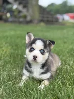 Sage, a female Pomsky for sale in Shipshewana, IN – 2 of 3