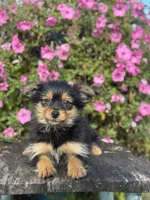 Luna Yorkie-Pom, a female Pomeranian and Yorkshire Terrier for sale in Shipshewana, IN – 3 of 6
