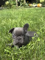 Sebastian, a male French Bulldog for sale in Shipshewana, IN – 3 of 3