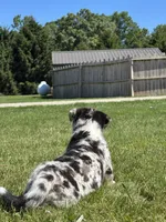 Ruby, a female Pembroke Welsh Corgi and Siberian Husky for sale in Shipshewana, IN – 2 of 3