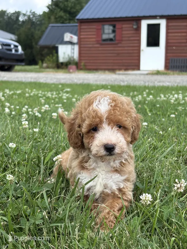 Remi F1BB – Miniature Goldendoodle puppy for sale in Shipshewana, IN