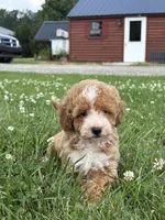 Remi F1BB, a female Miniature Goldendoodle for sale in Shipshewana, IN – 1 of 3