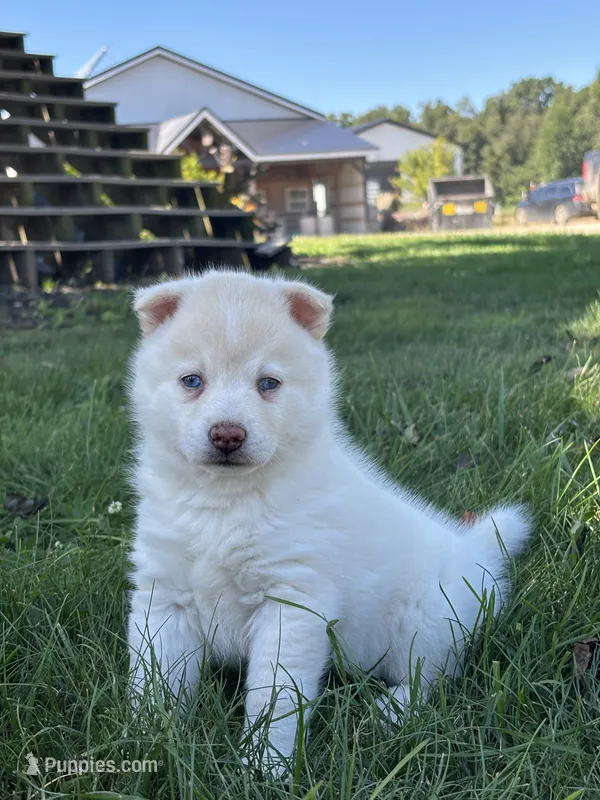 Milo – Pomsky puppy for sale in Shipshewana, IN