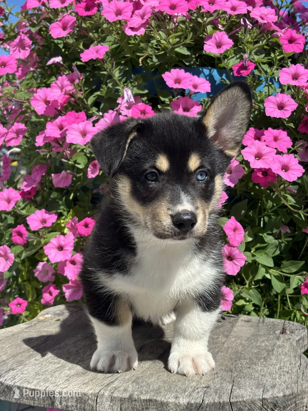 Rick – Pembroke Welsh Corgi, Siberian Husky puppy for sale in Shipshewana, IN