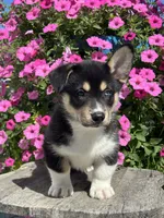 Rick, a male Pembroke Welsh Corgi and Siberian Husky for sale in Shipshewana, IN – 1 of 3