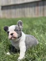 Hunter, a male French Bulldog for sale in Shipshewana, IN – 2 of 3