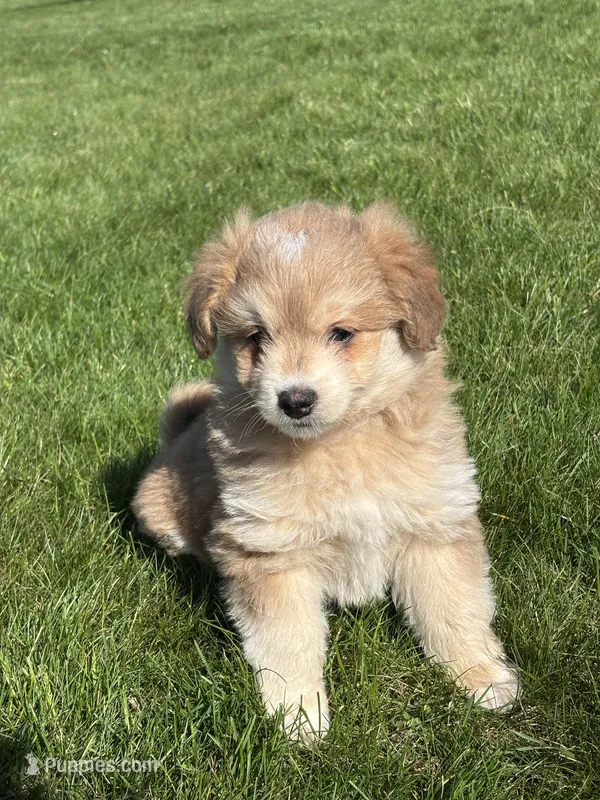 Max – Pomsky, Miniature Goldendoodle puppy for sale in Shipshewana, IN