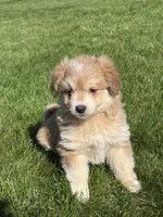 Max, a male Pomsky and Miniature Goldendoodle for sale in Shipshewana, IN – Photo 1 of 3