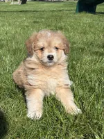 Max, a male Pomsky and Miniature Goldendoodle for sale in Shipshewana, IN – Photo 3 of 3