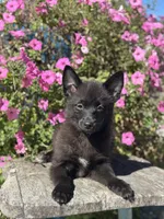 Gail, a female Pomsky for sale in Shipshewana, IN – 2 of 6