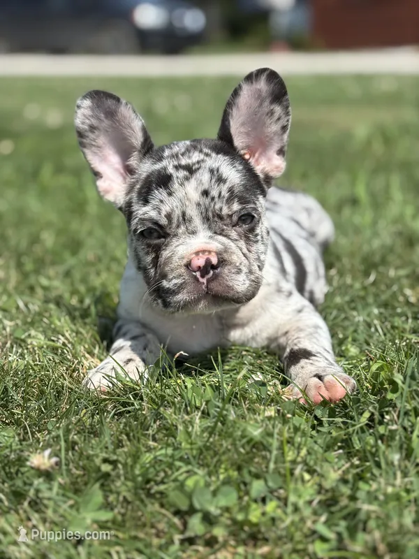 Hudson – French Bulldog puppy for sale in Shipshewana, IN