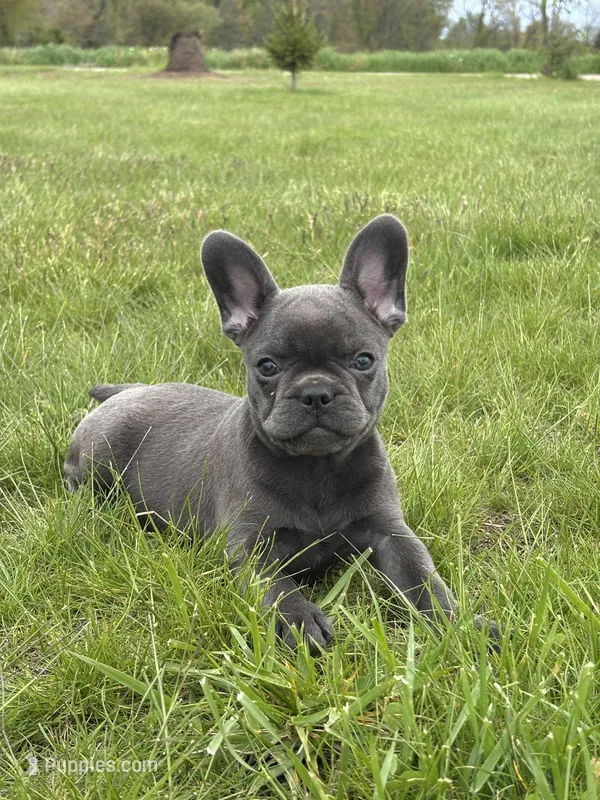 Hope – French Bulldog puppy for sale in Shipshewana, IN