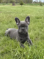 Hope, a female French Bulldog for sale in Shipshewana, IN – 1 of 5