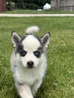Shane, a female Pomsky for sale in Shipshewana, IN – 2 of 3