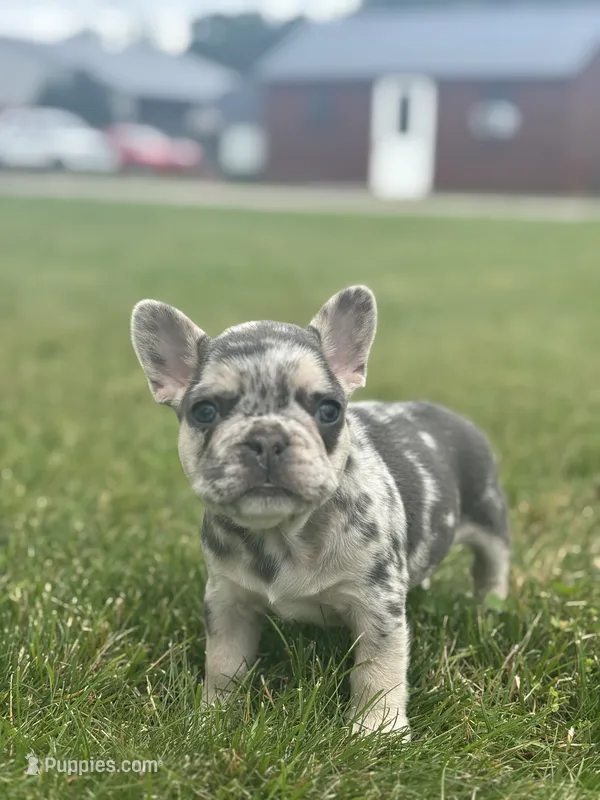 Matt – French Bulldog puppy for sale in Shipshewana, IN