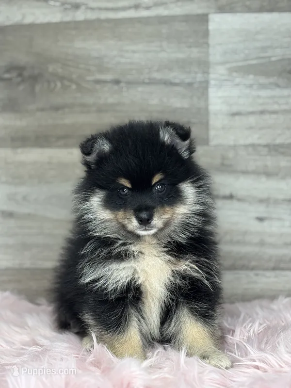 Sawyer – Pomsky puppy for sale in Shipshewana, IN