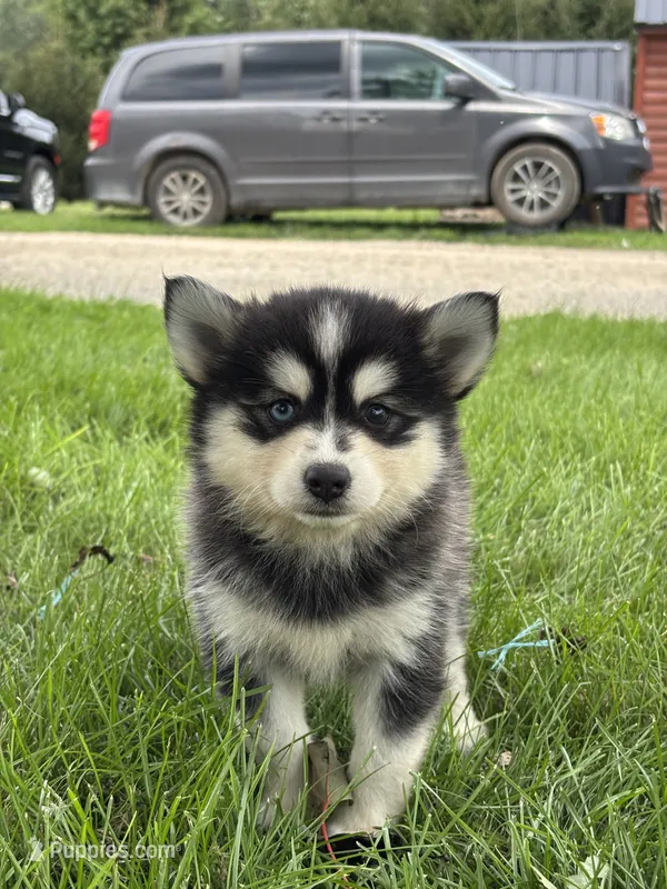 Dolly – Pomsky puppy for sale in Shipshewana, IN