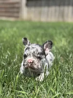 Hudson, a male French Bulldog for sale in Shipshewana, IN – 3 of 3