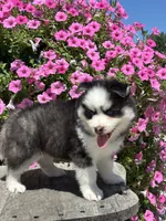 Conner, a male Pomsky for sale in Shipshewana, IN – 3 of 3