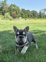 Madeline, a female French Bulldog for sale in Shipshewana, IN – 2 of 6