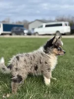Danny, a male Pomsky for sale in Shipshewana, IN – Photo 2 of 4