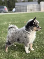 Danny, a male Pomsky for sale in Shipshewana, IN – Photo 4 of 4