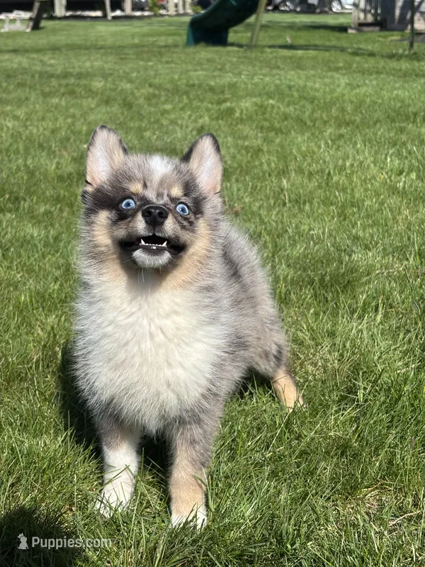 Danny – Pomsky puppy for sale in Shipshewana, IN