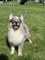 Danny, a male Pomsky for sale in Shipshewana, IN – 1 of 7