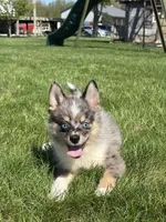 Danny, a male Pomsky for sale in Shipshewana, IN – 2 of 7