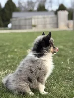 Danny, a male Pomsky for sale in Shipshewana, IN – Photo 3 of 4