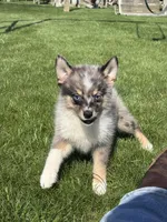 Danny, a male Pomsky for sale in Shipshewana, IN – 3 of 7