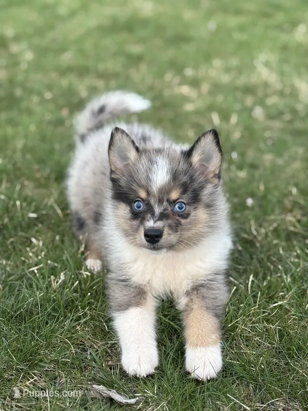 Danny – Pomsky puppy for sale in Shipshewana, IN